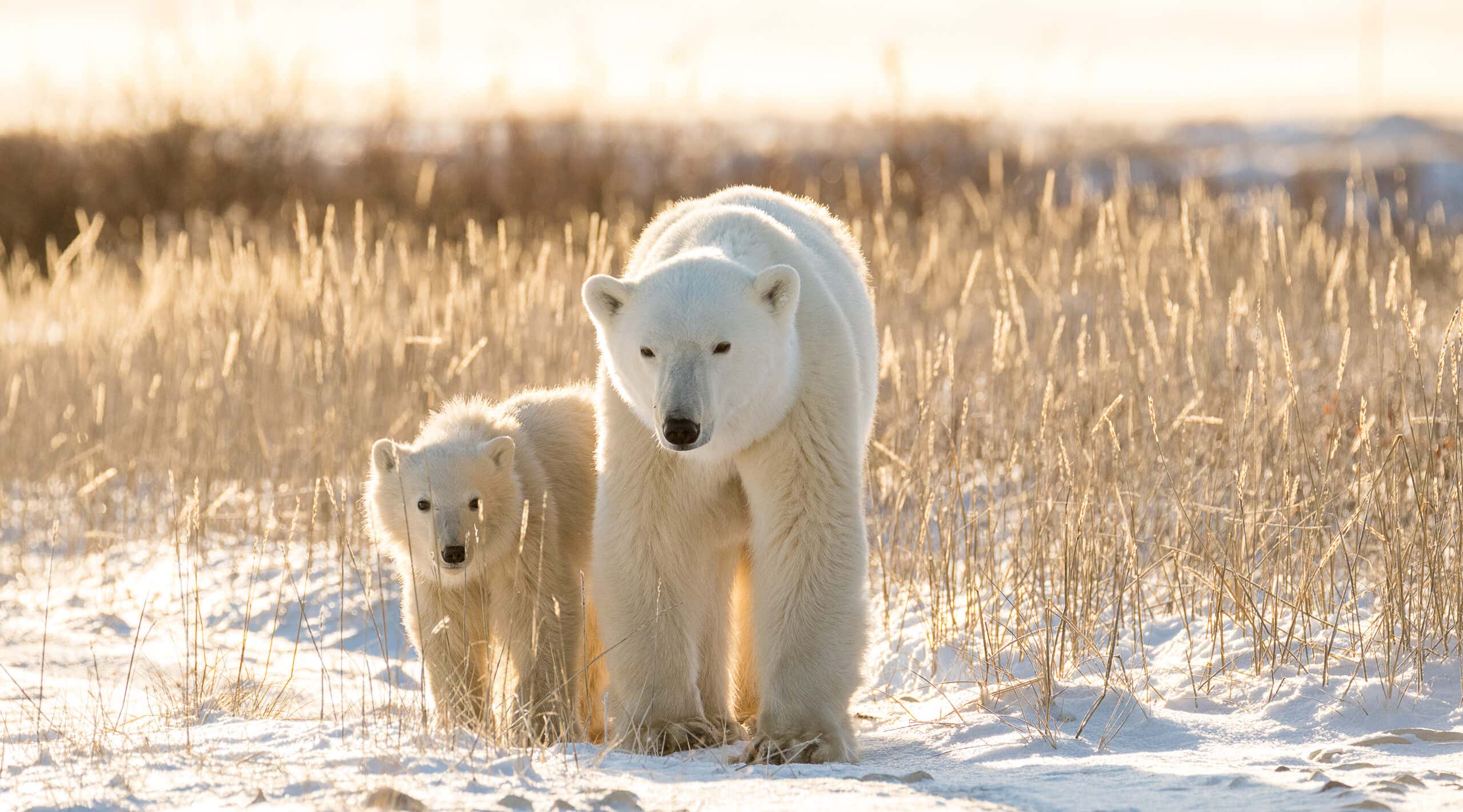 Polar bears on tundra in Arctic sunset, Churchill, Canada