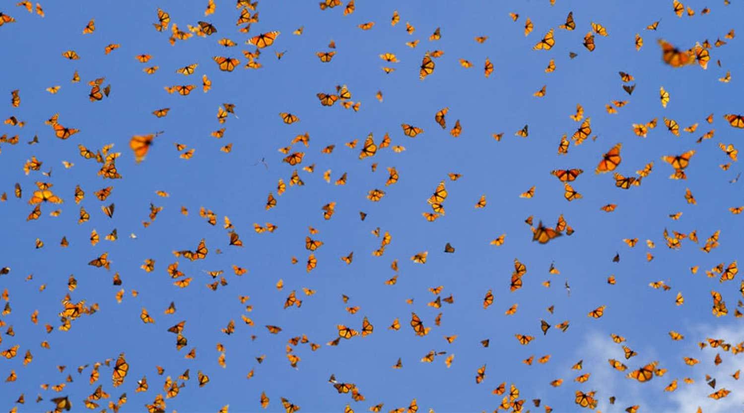 Monarch butterflies in the sky Mexico, Natural Habitat