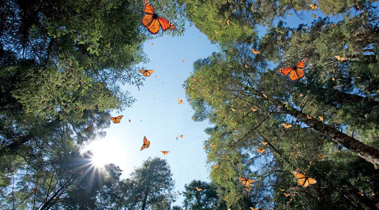 New Scientist. Science news and long reads from expert journalists, covering developments in science, technology, health and the environment on the website and the magazine.