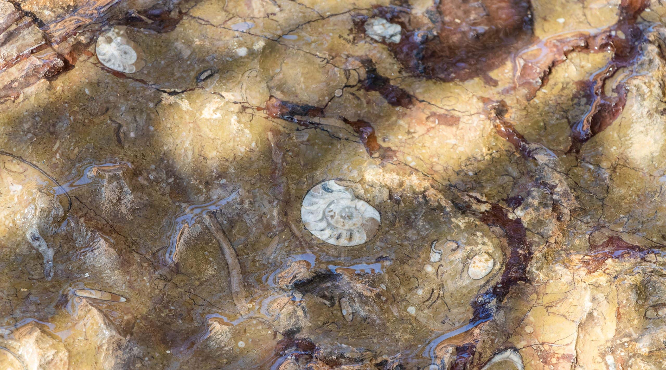 New Scientist. Science news and long reads from expert journalists, covering developments in science, technology, health and the environment on the website and the magazine.