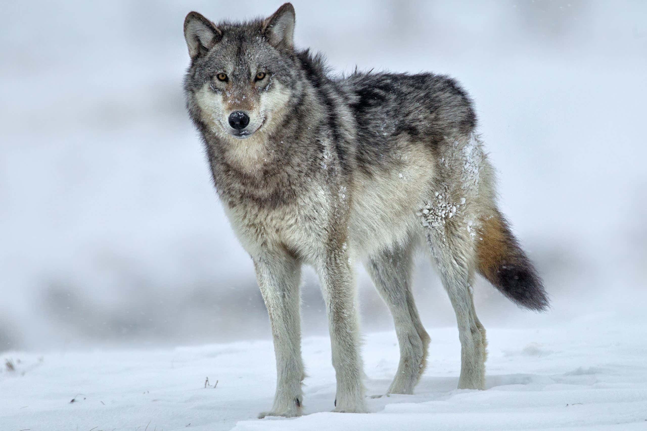 New Scientist. Science news and long reads from expert journalists, covering developments in science, technology, health and the environment on the website and the magazine.