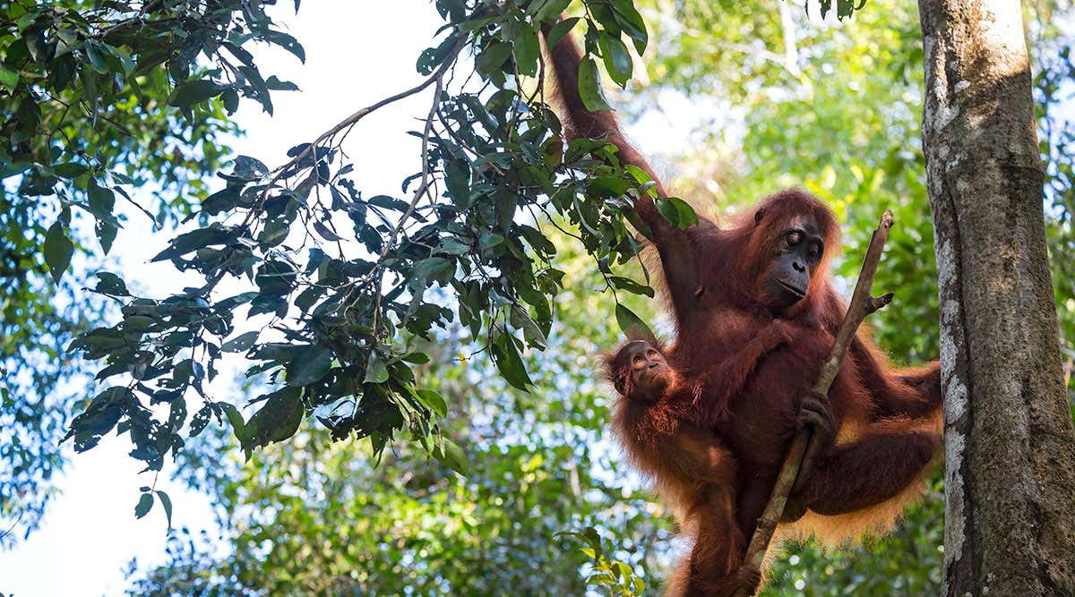 New Scientist. Science news and long reads from expert journalists, covering developments in science, technology, health and the environment on the website and the magazine.