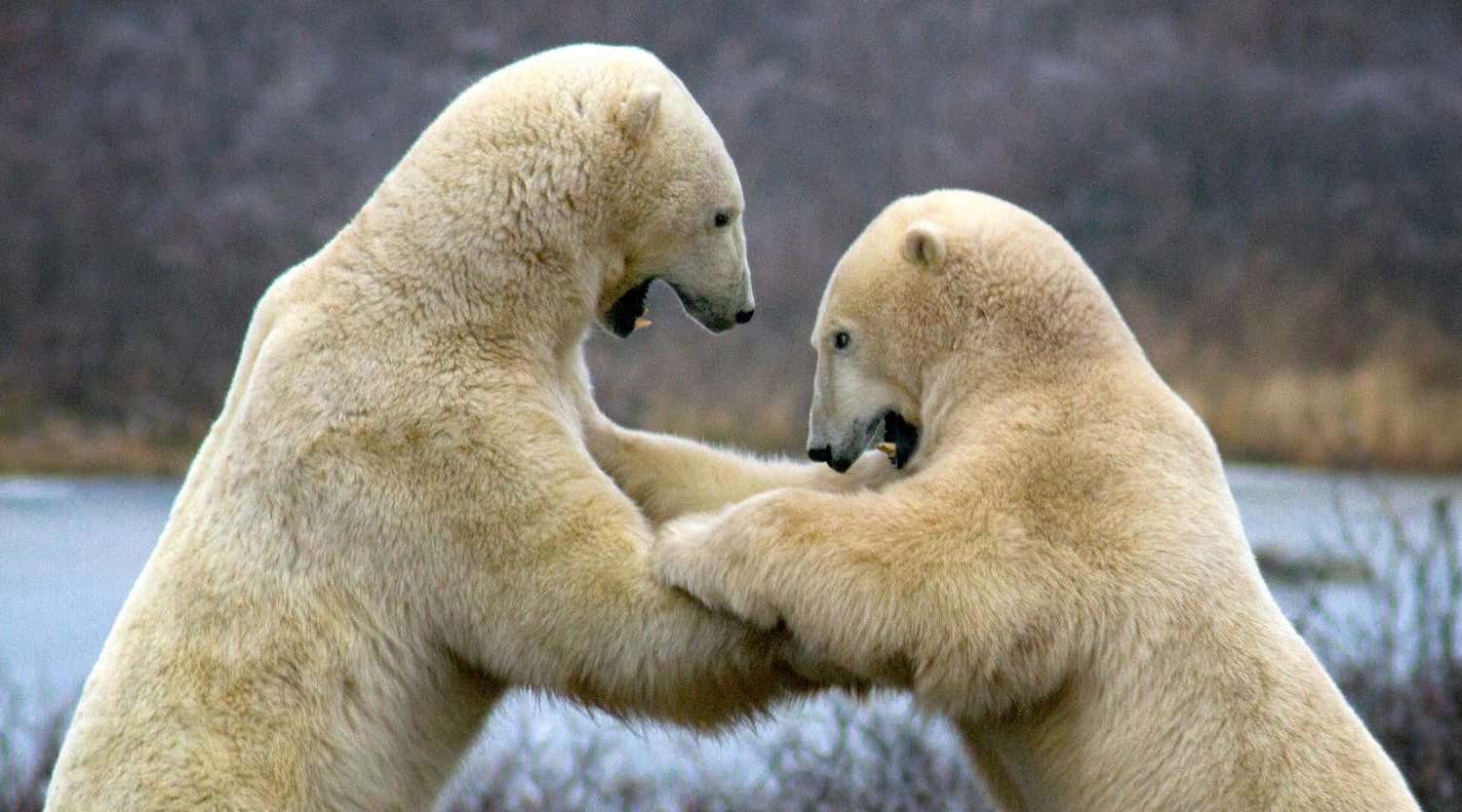 Polar bears fighting on tundra near Churchill, Canada