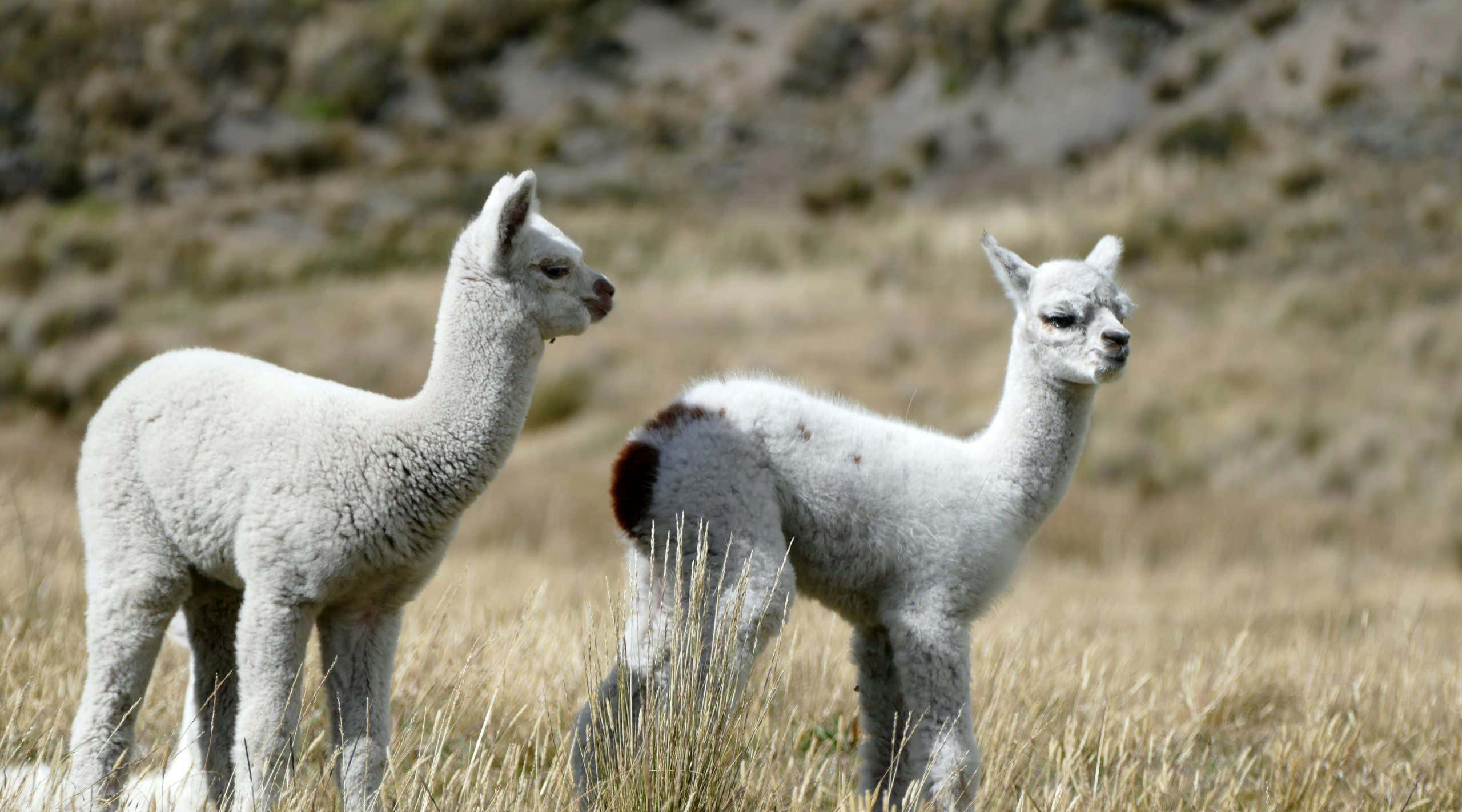 New Scientist. Science news and long reads from expert journalists, covering developments in science, technology, health and the environment on the website and the magazine.