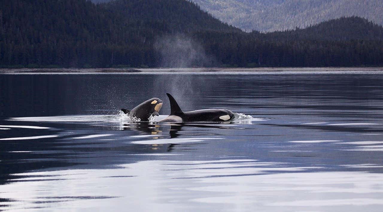New Scientist. Science news and long reads from expert journalists, covering developments in science, technology, health and the environment on the website and the magazine.