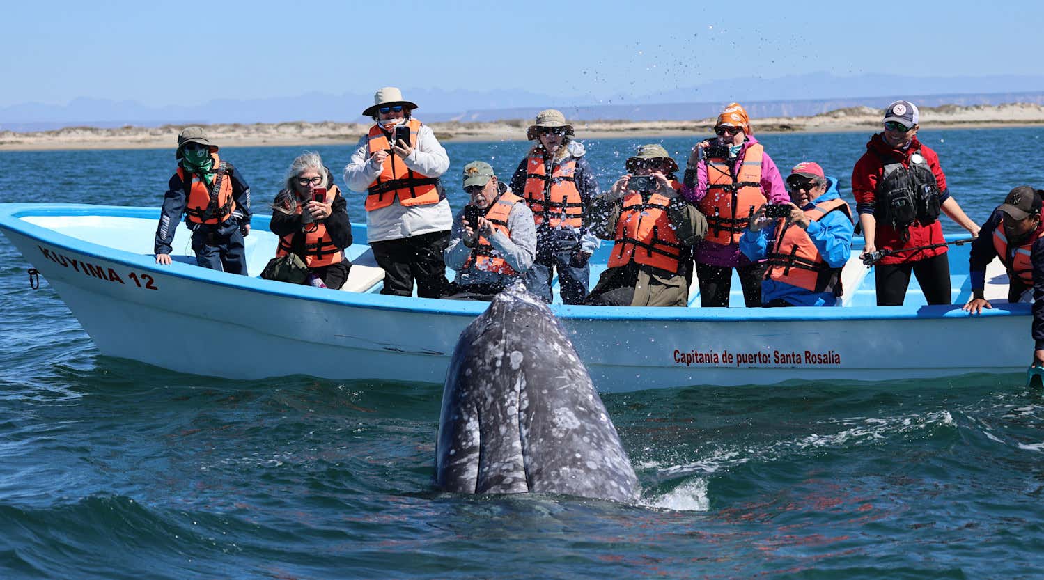 New Scientist. Science news and long reads from expert journalists, covering developments in science, technology, health and the environment on the website and the magazine.