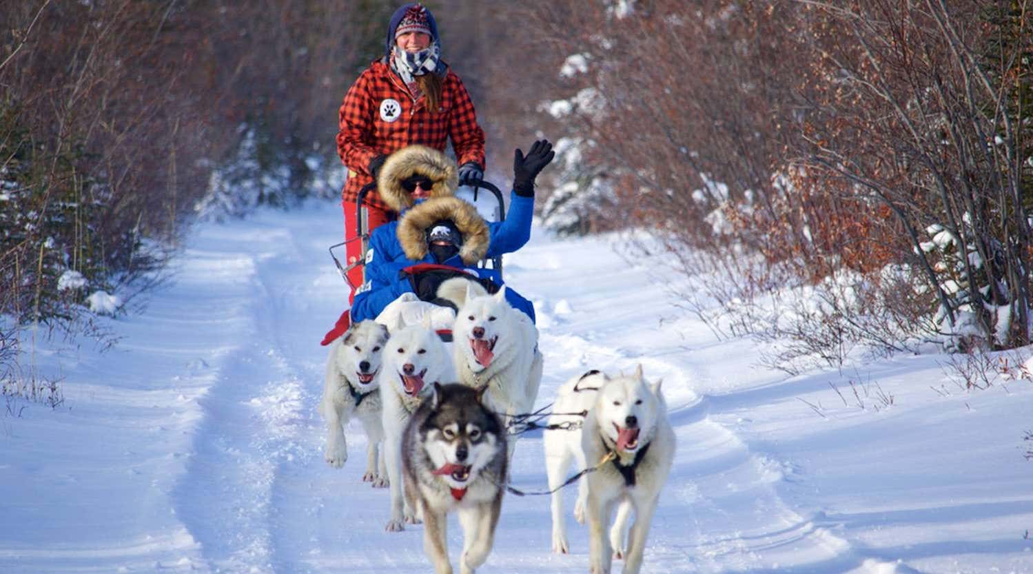 Husking dog sledding through arctic forest, near Churchill, Canada