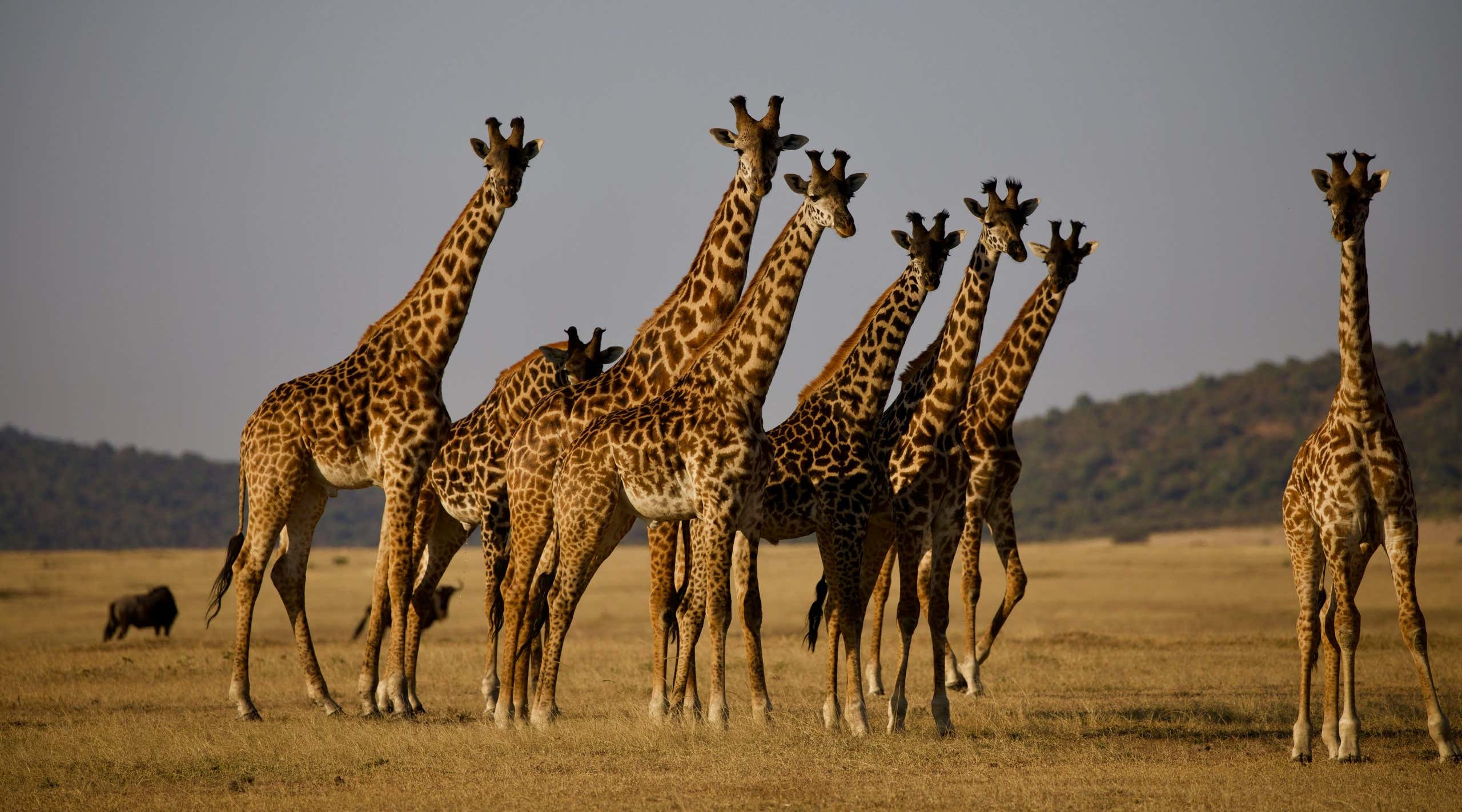 New Scientist. Science news and long reads from expert journalists, covering developments in science, technology, health and the environment on the website and the magazine.