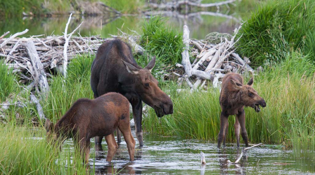 New Scientist. Science news and long reads from expert journalists, covering developments in science, technology, health and the environment on the website and the magazine.
