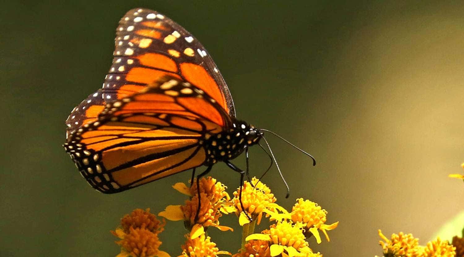 solo monarch butterfly in forest in Mexico, Natural Habitat