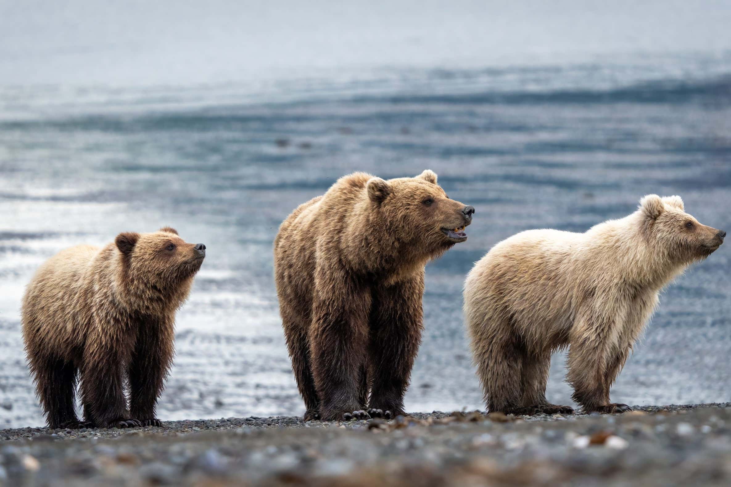 New Scientist. Science news and long reads from expert journalists, covering developments in science, technology, health and the environment on the website and the magazine.