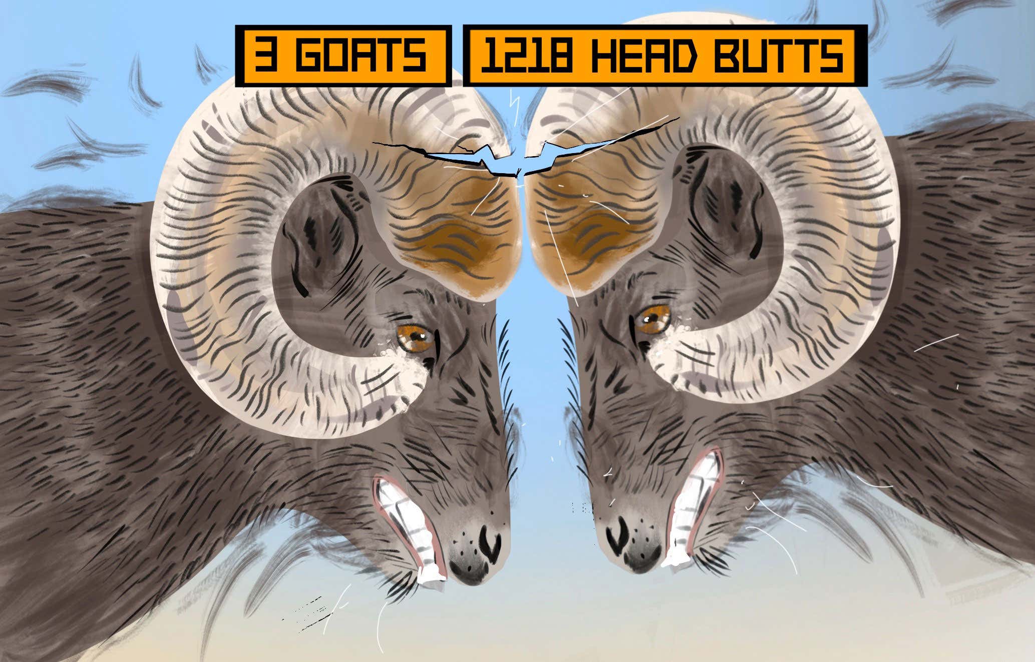 Three goats headbutt each other 1218 times in 12 hours
