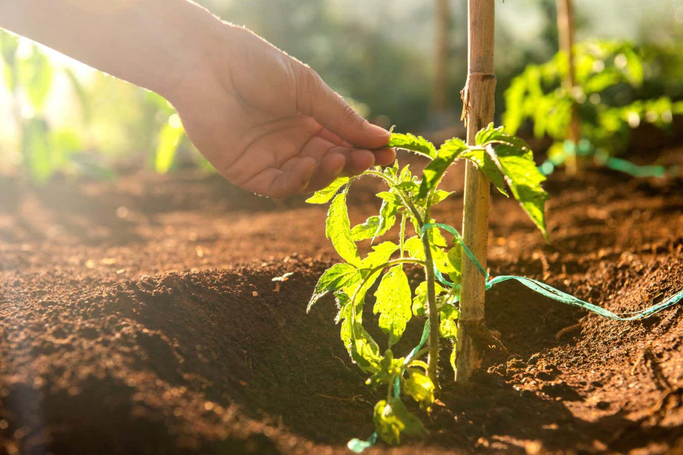 2D9DX65 Close up female hand touching tomato plant in soil