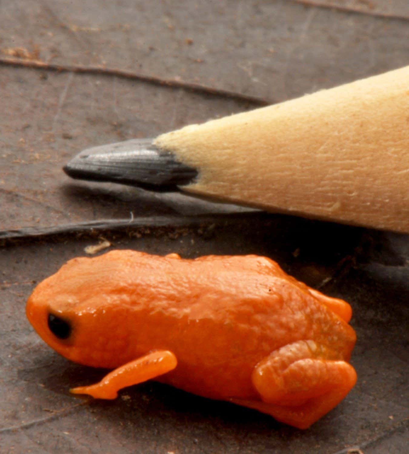 A new species of tiny frog no bigger than a pencil tip has been discovered. The bright orange amphibian was spotted in the mountain forests of Serra do Quiriri in southern Brazil, prompting fresh calls for stronger conservation of the region???s fragile habitats. Belonging to a group of miniature ???pumpkin toadlets??? that live in damp leaf litter, the species is distinguished by its vivid colouring and genetic and anatomical traits that set it apart from closely related frogs found nearby. The amphibian, named Brachycephalus lulai after Brazil???s president Luiz In??cio Lula da Silva, occupies a range estimated at just a few square kilometres of high-altitude Atlantic Forest.