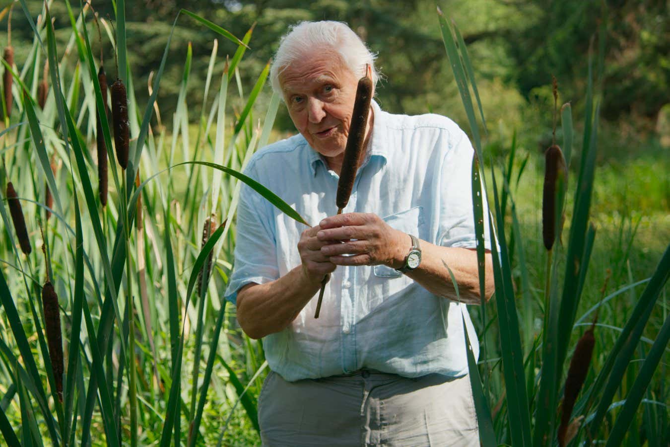 TX DATE:16-01-2022,TX WEEK:03,EMBARGOED UNTIL:11-01-2022 00:00:01,DESCRIPTION:Embargoed for publication until 00:00:01 on Tuesday 11/01/2022 - Picture shows: Sir David Attenborough Sir David Attenborough holding the seed head of a Bulrush, Typha latifolia, Cambridge, UK. Each may contain a quarter of a millions seeds, tightly packed together. These are released over a period of months, increasing the chances that at least some of them will be blown by the wind to new areas of water, where they can germinate. ,COPYRIGHT:BBC Studios,CREDIT LINE:BBC Studios