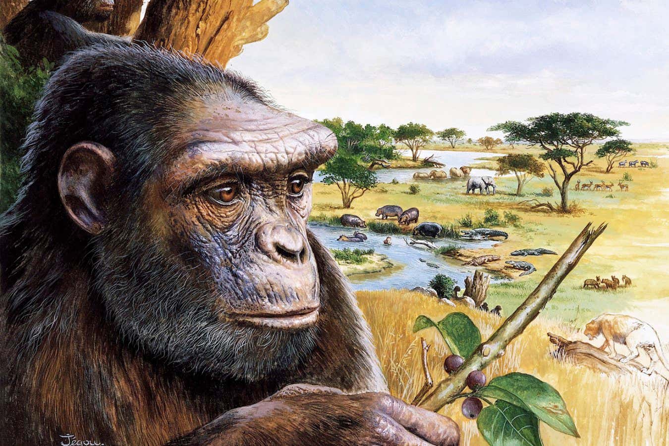 Sahelanthropus tchadensis, a Miocene ape