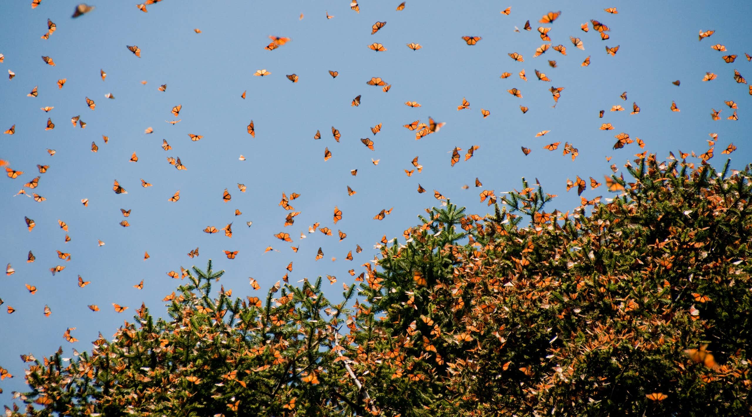 Monarch butterflies flying in the sky in Mexico as part of migration