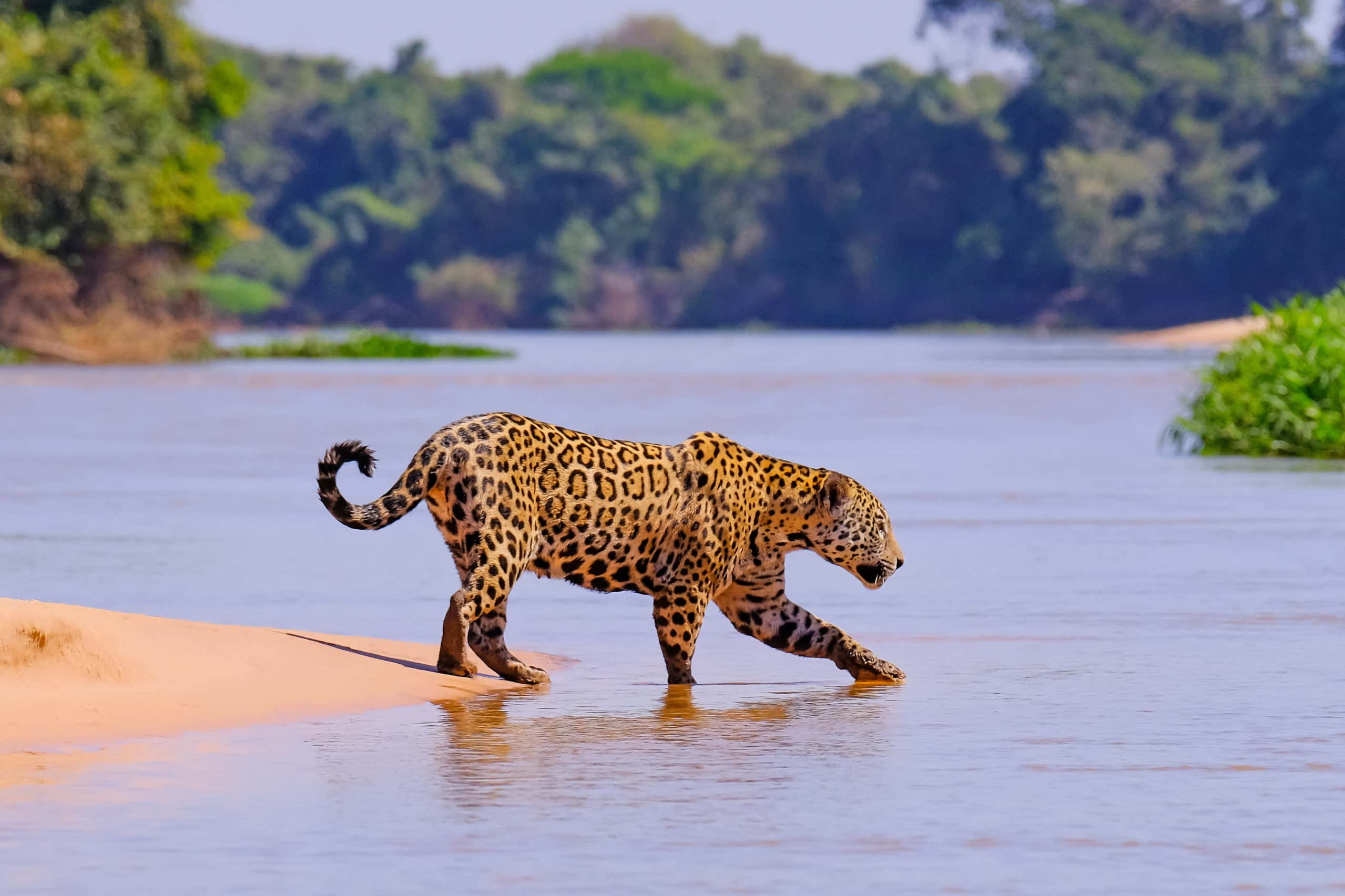 New Scientist. Science news and long reads from expert journalists, covering developments in science, technology, health and the environment on the website and the magazine.