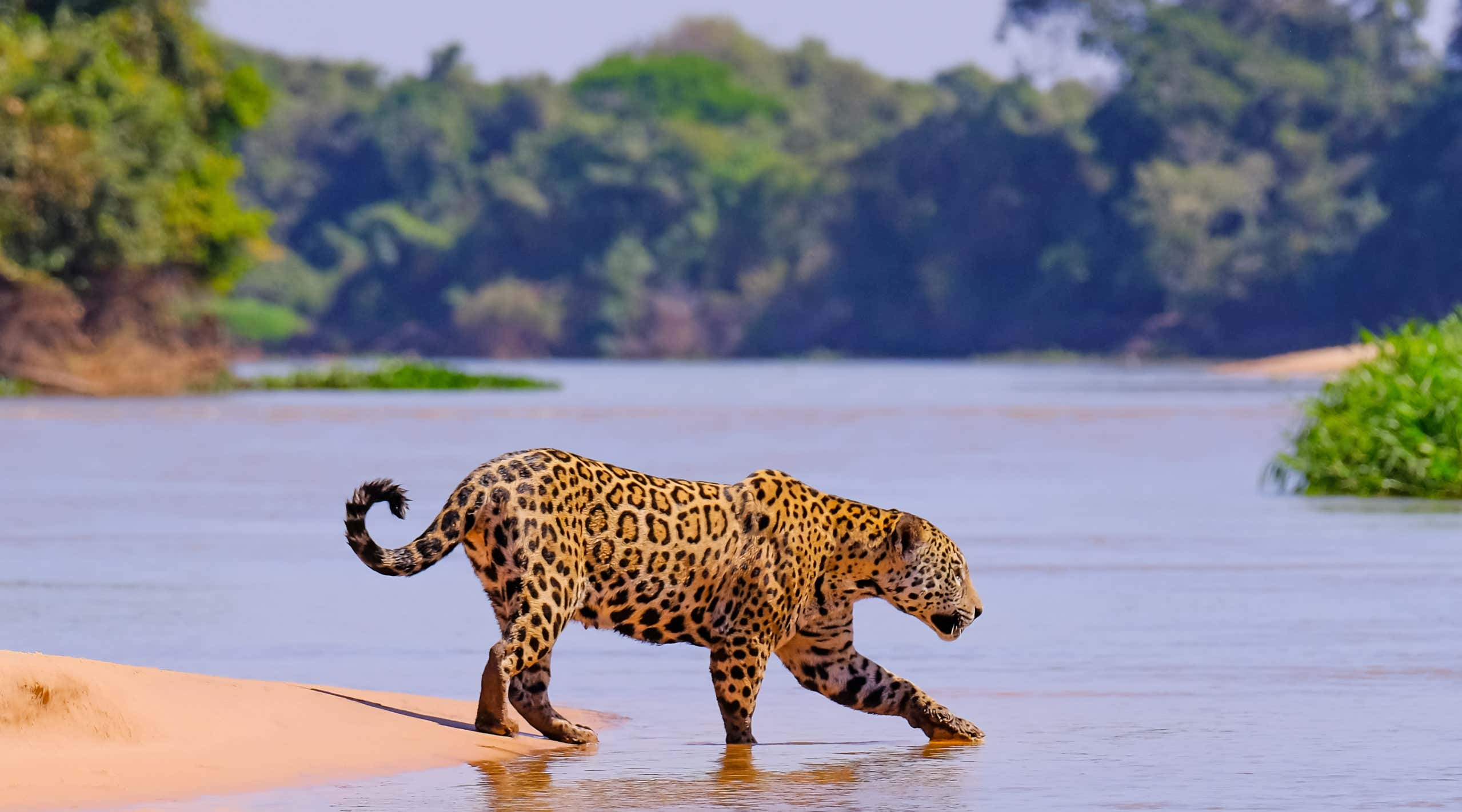 New Scientist. Science news and long reads from expert journalists, covering developments in science, technology, health and the environment on the website and the magazine.