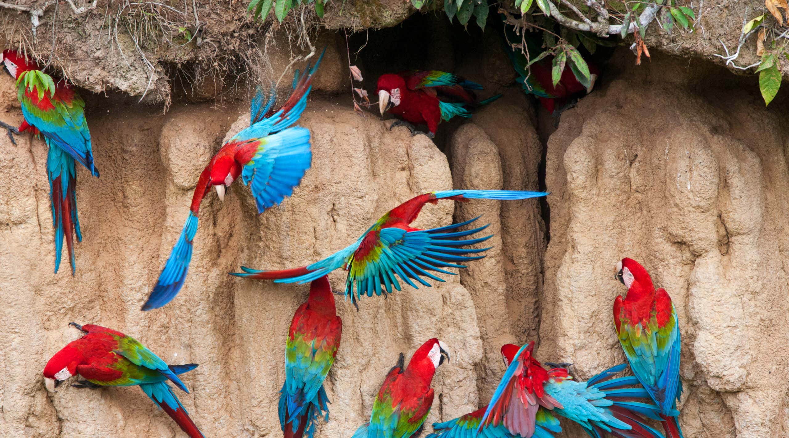 Clay lick, Parrots, Amazon, Ecuador