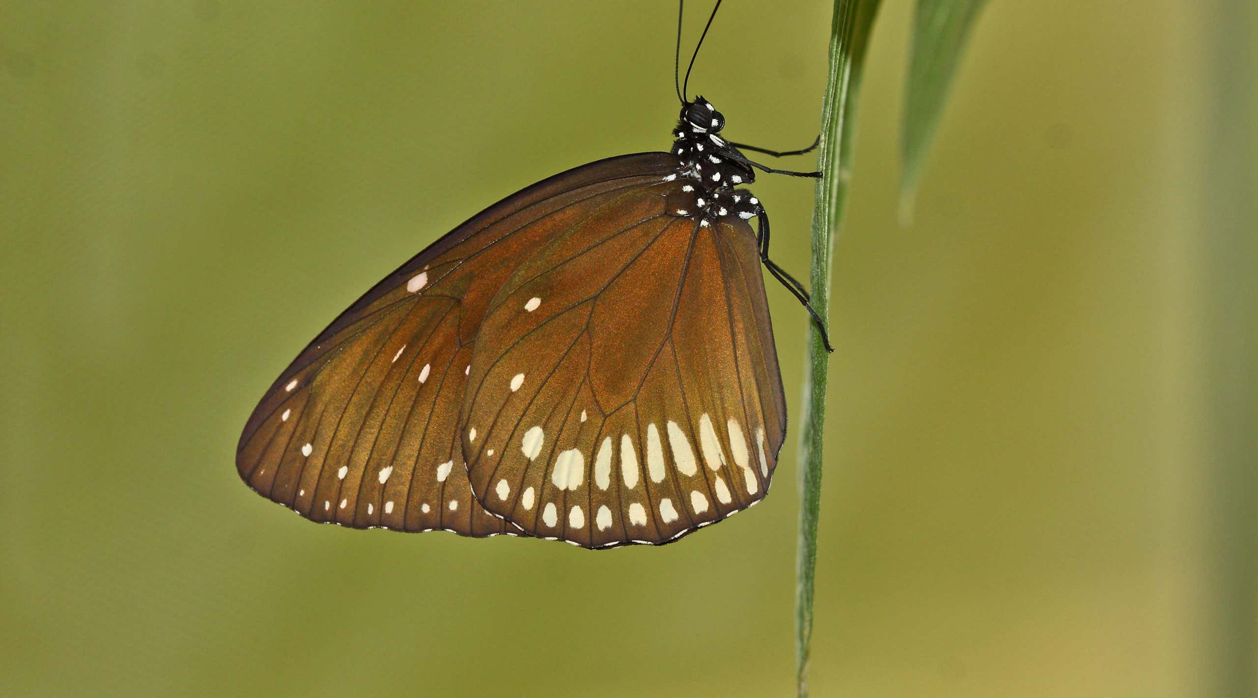 New Scientist. Science news and long reads from expert journalists, covering developments in science, technology, health and the environment on the website and the magazine.