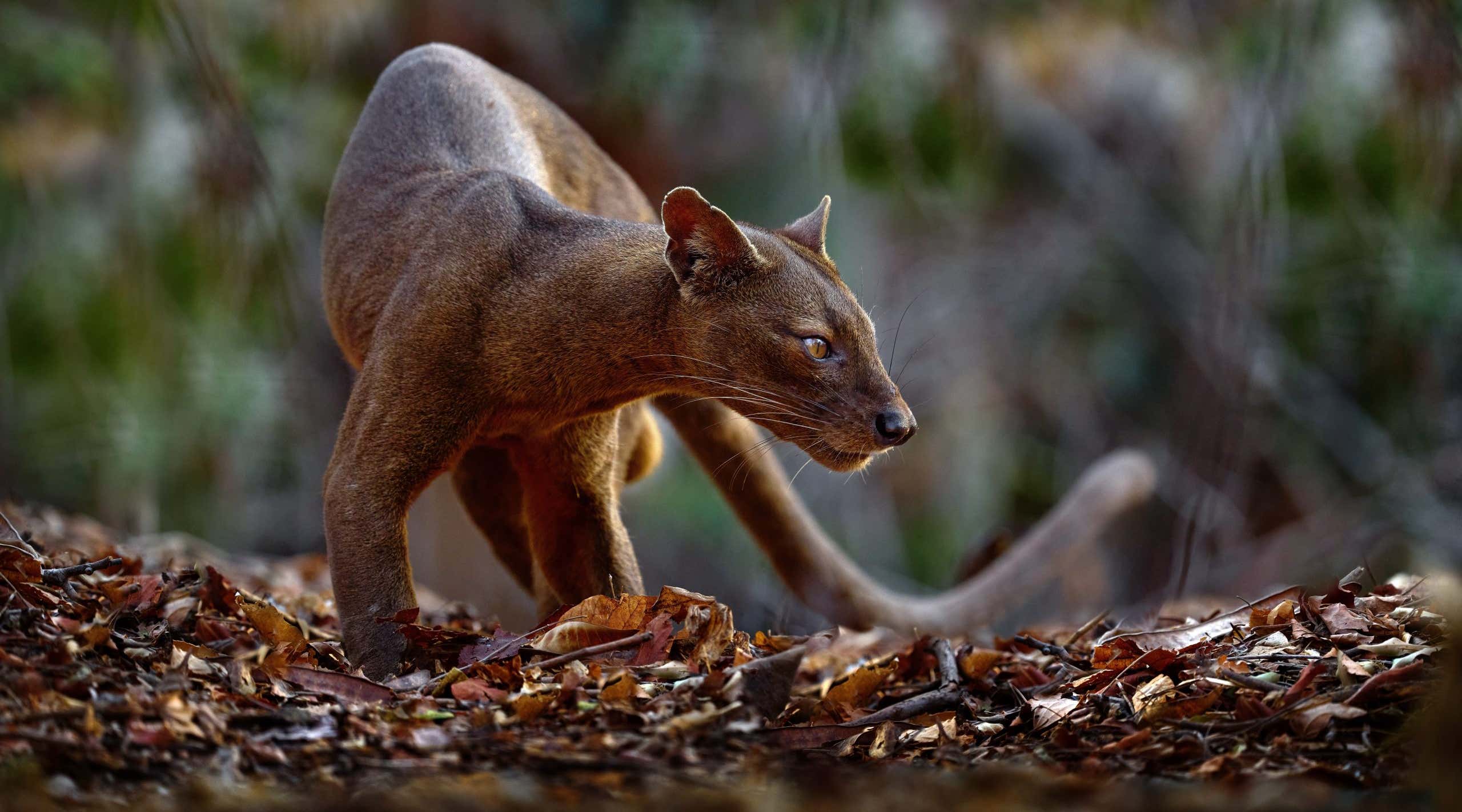 New Scientist. Science news and long reads from expert journalists, covering developments in science, technology, health and the environment on the website and the magazine.