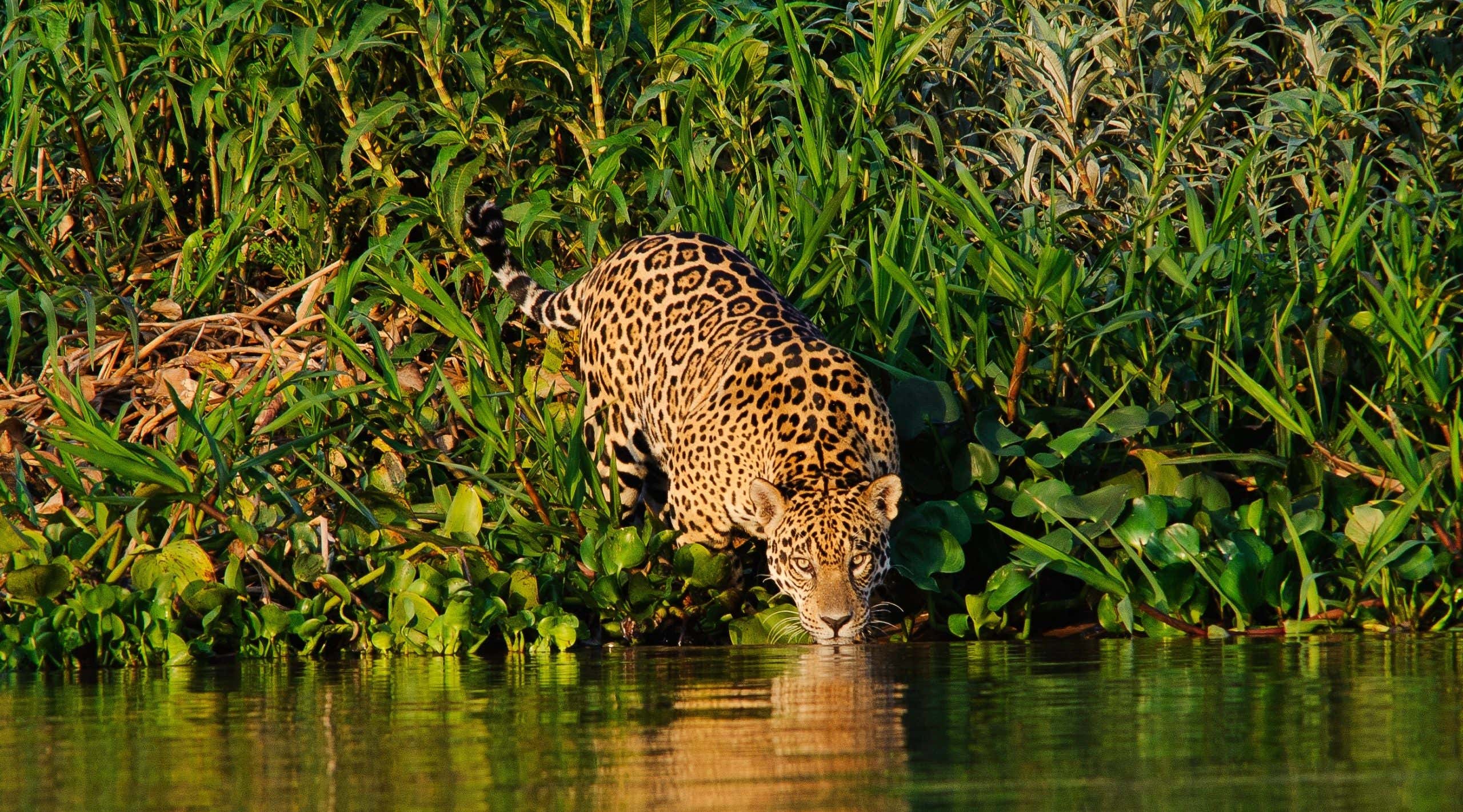 New Scientist. Science news and long reads from expert journalists, covering developments in science, technology, health and the environment on the website and the magazine.