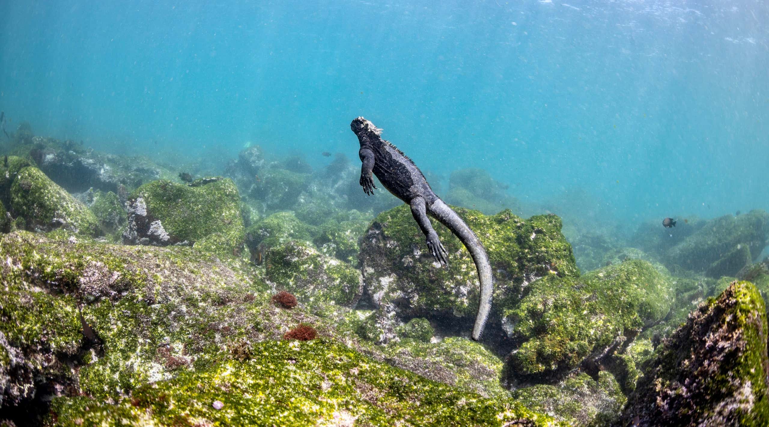 New Scientist. Science news and long reads from expert journalists, covering developments in science, technology, health and the environment on the website and the magazine.