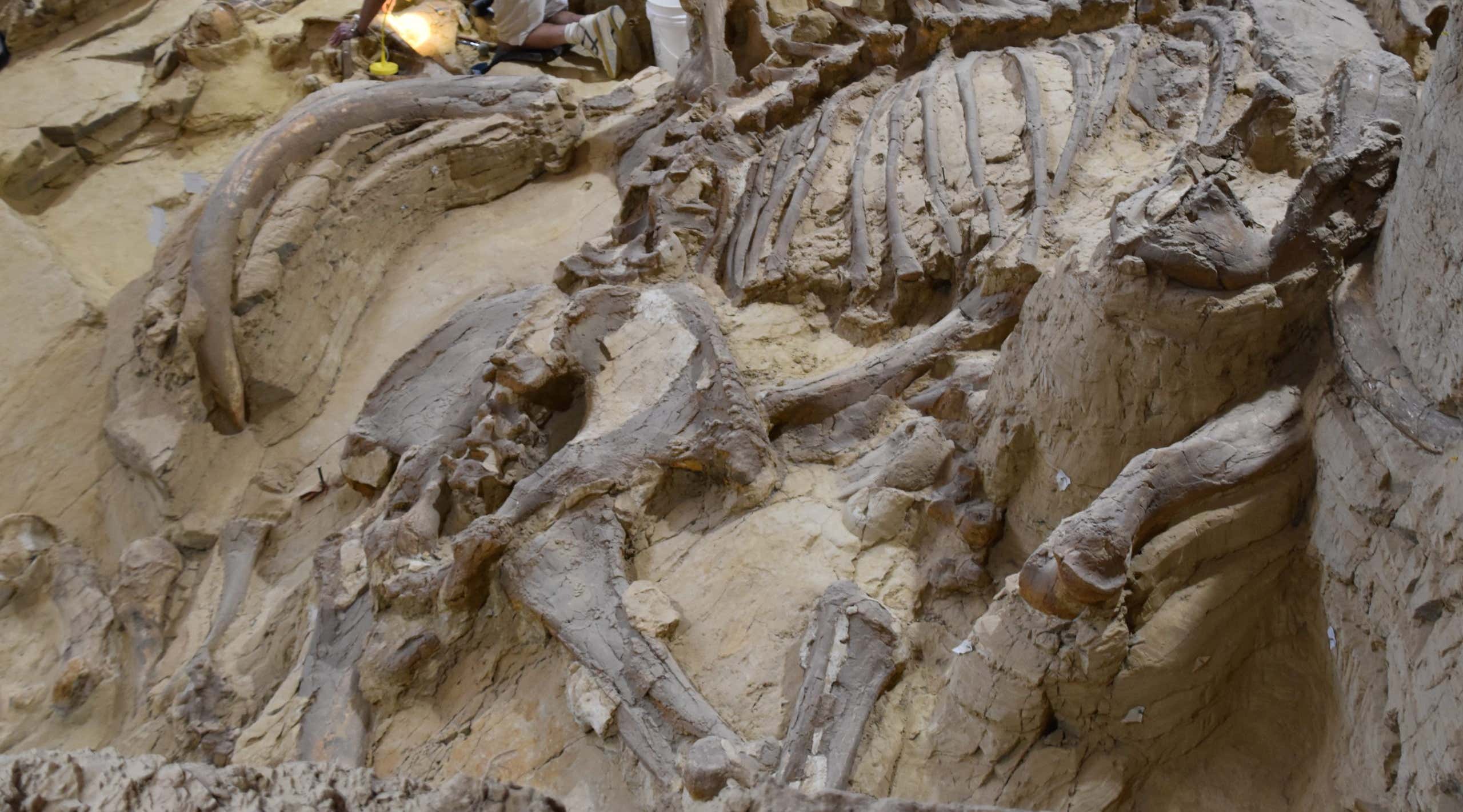 New Scientist. Science news and long reads from expert journalists, covering developments in science, technology, health and the environment on the website and the magazine.