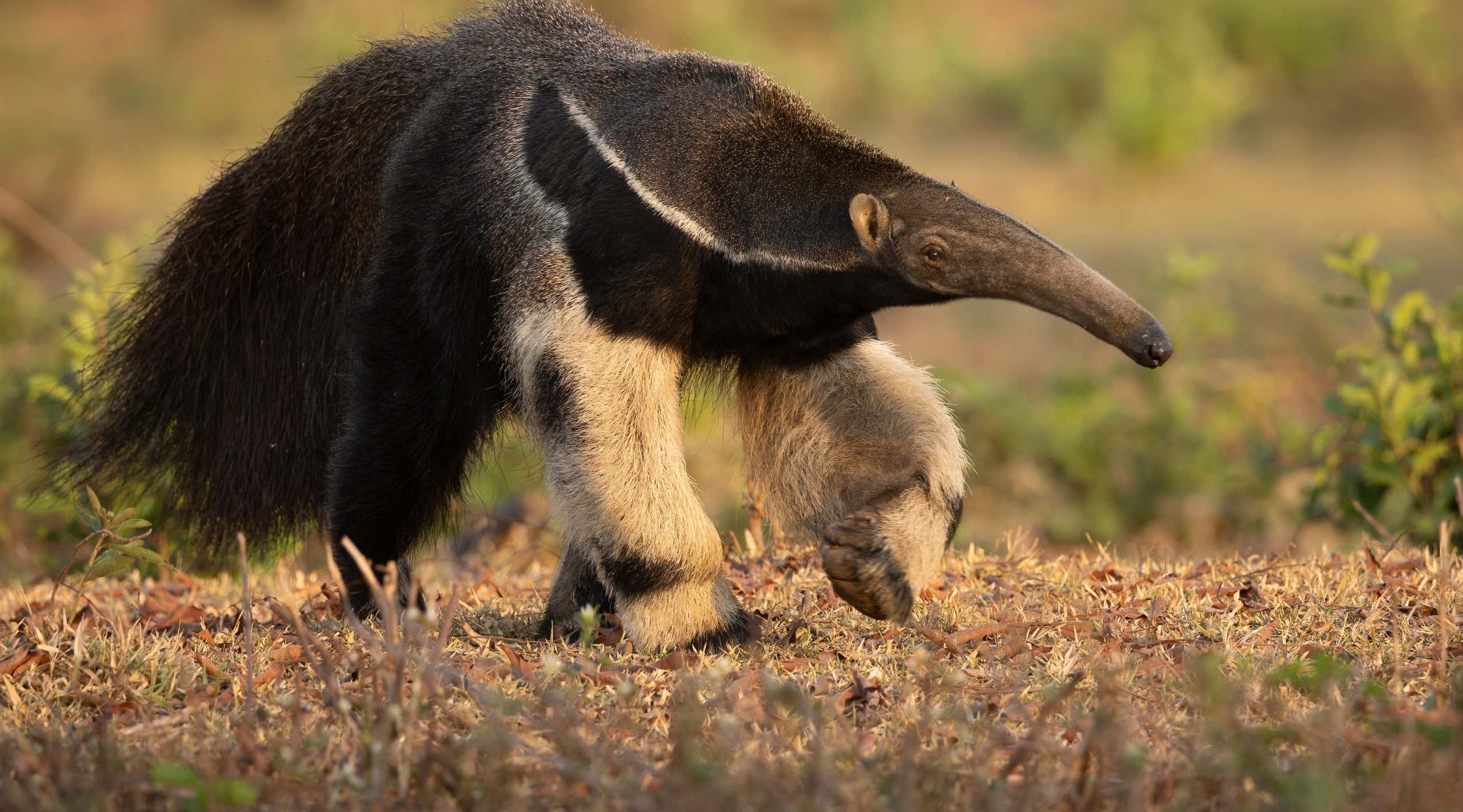New Scientist. Science news and long reads from expert journalists, covering developments in science, technology, health and the environment on the website and the magazine.