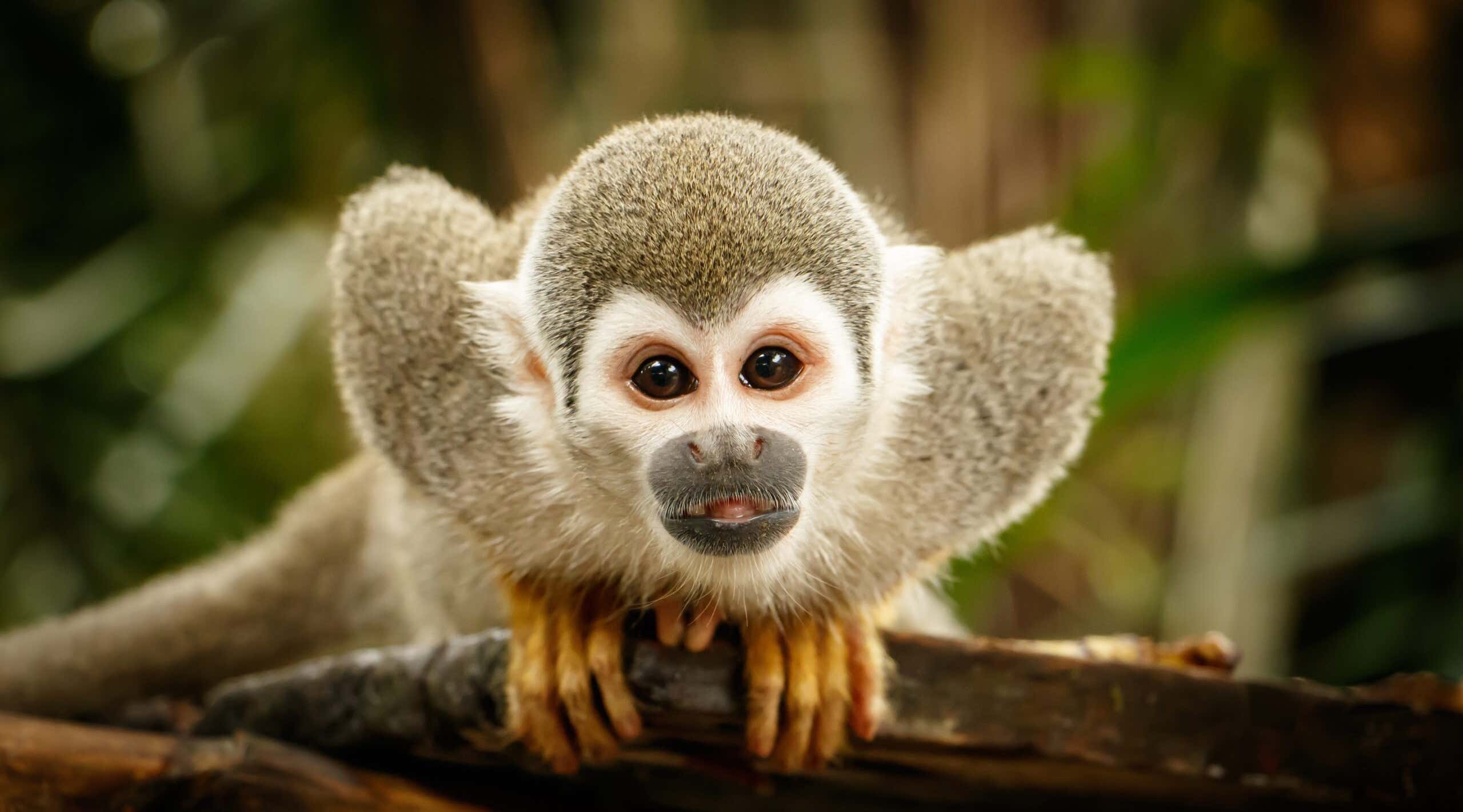 Squirrel monkey in ecuadorian jungle in amazon