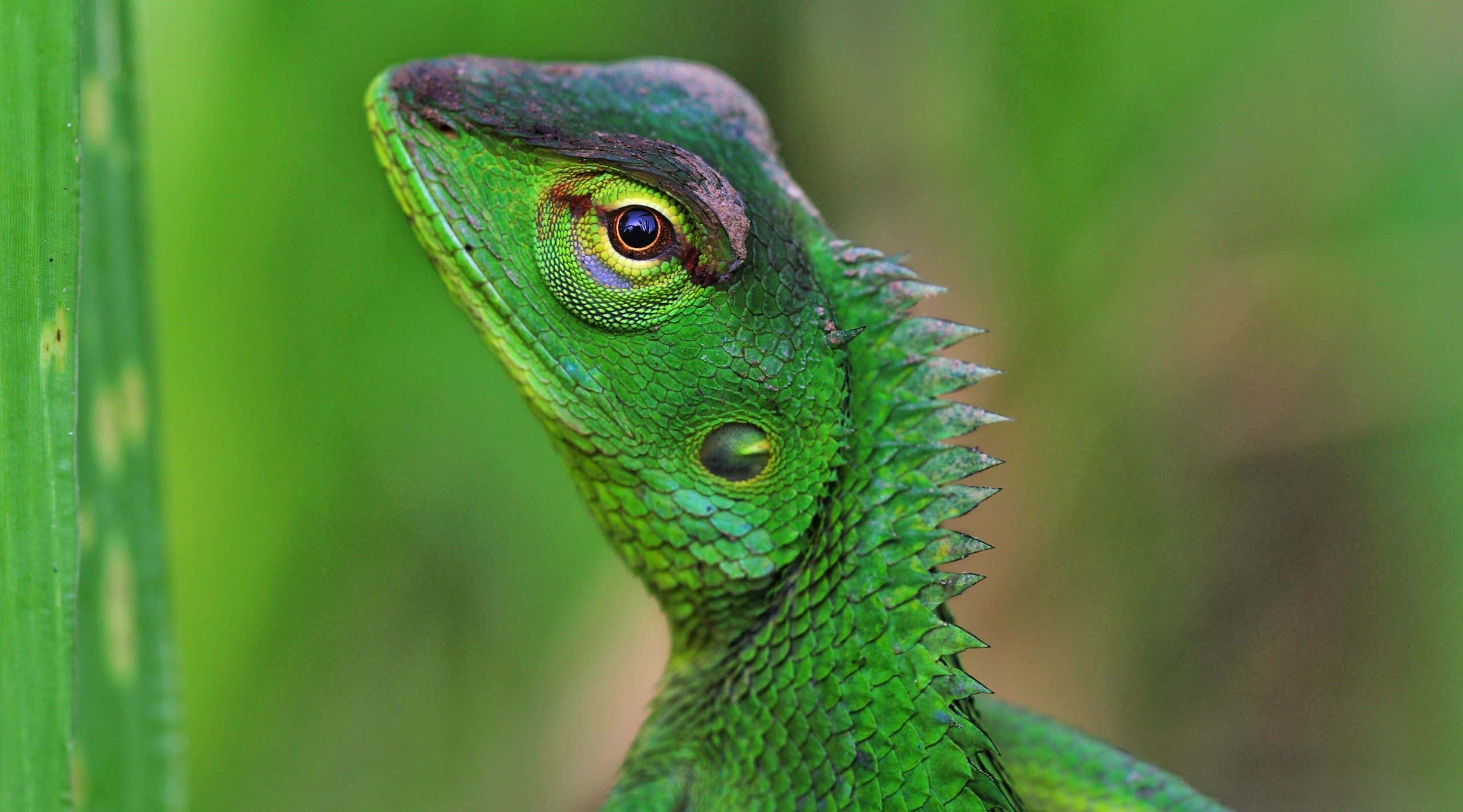 New Scientist. Science news and long reads from expert journalists, covering developments in science, technology, health and the environment on the website and the magazine.