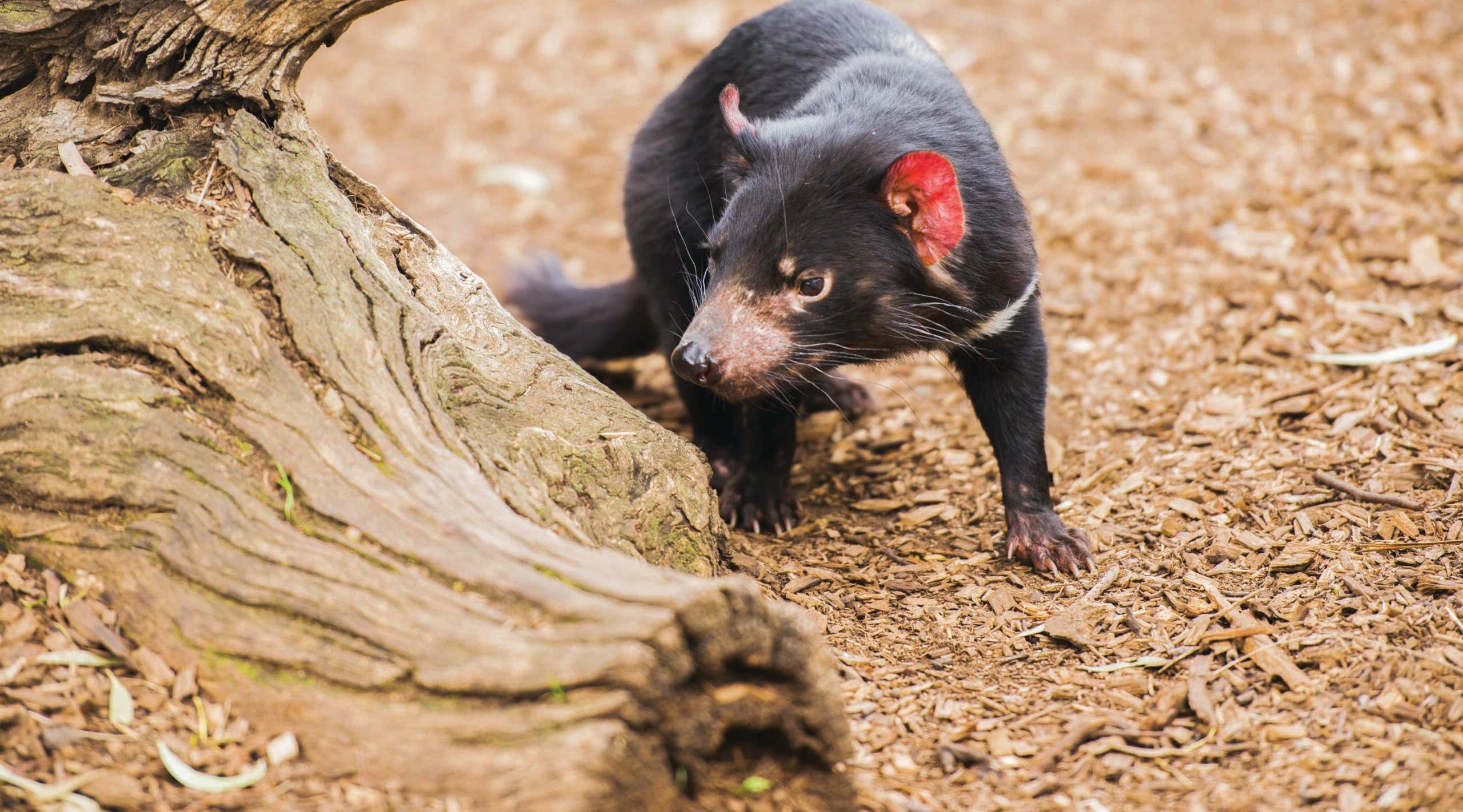 New Scientist. Science news and long reads from expert journalists, covering developments in science, technology, health and the environment on the website and the magazine.